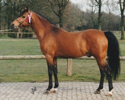 Deckhengst E-Boy (Nederlands Rijpaarden en Pony, 1986, von Eduard)