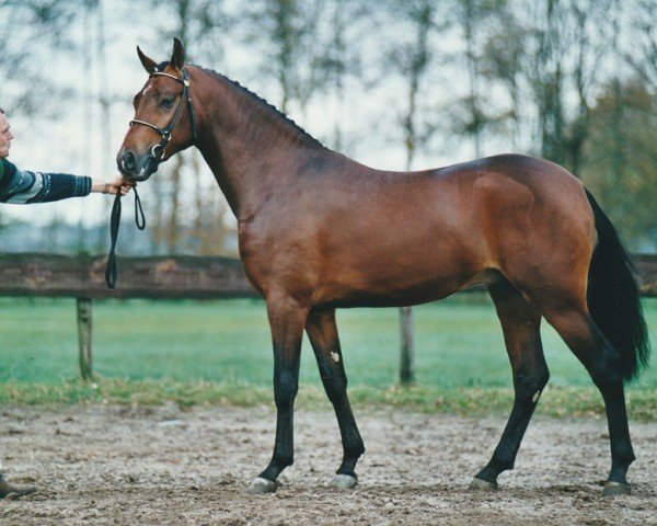 Deckhengst Blyton (Nederlands Rijpaarden en Pony, 1998, von Bayard)