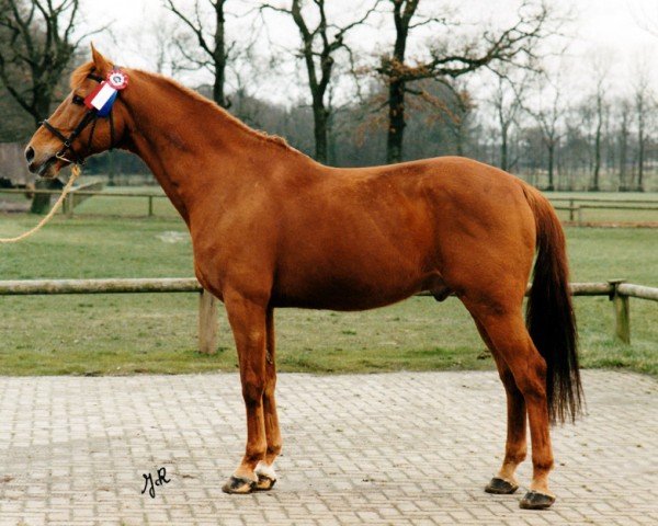 Deckhengst Galant (Nederlands Rijpaarden en Pony, 1985, von Gagson Wimborn AA)