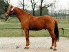 stallion Galant (Nederlands Rijpaarden en Pony, 1985, from Gagson Wimborn AA)