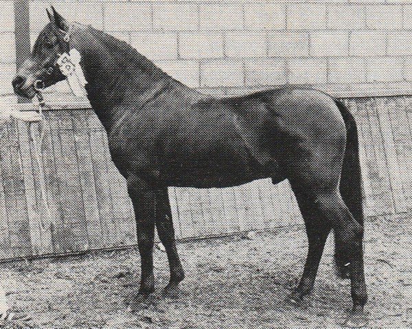 stallion Henri (Nederlands Rijpaarden en Pony, 1974, from Haran ox)