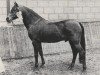 stallion Henri (Nederlands Rijpaarden en Pony, 1974, from Haran ox)