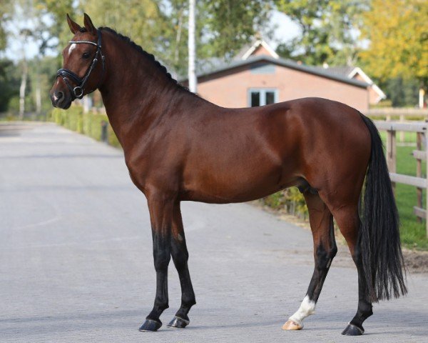 Pferd Nairo van 't Molenbosch (Nederlands Rijpaarden en Pony, 2014, von Nightfever)