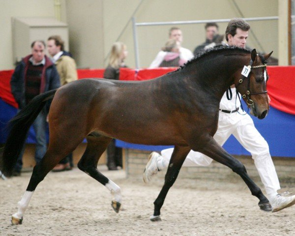 Deckhengst Vlegel (Nederlands Rijpaarden en Pony, 2005, von Volltreffer)