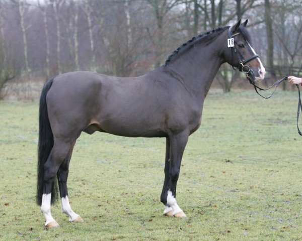 stallion Volltreffer (German Riding Pony, 1986, from Vulkan)