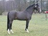 stallion Volltreffer (German Riding Pony, 1986, from Vulkan)