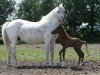 broodmare Oldert's Karola (Nederlands Welsh Ridepony, 1979, from Oldert's Fastwind)