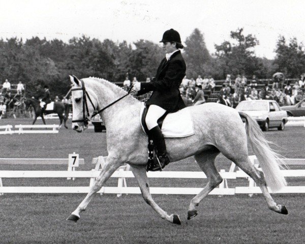 Zuchtstute Fleur van de Puye (Nederlands Rijpaarden en Pony, 1979, von Ramano)