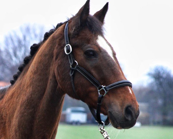 Pferd Castor (Hannoveraner, 2000, von Prinz Pacelli)