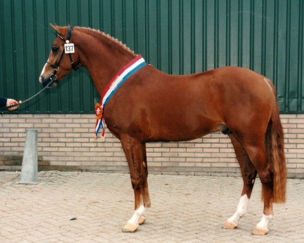 stallion Byran (Nederlands Rijpaarden en Pony, 1994, from Bayard)