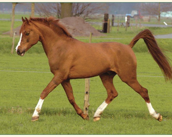 Deckhengst Melvin (Nederlands Rijpaarden en Pony, 1992, von Mufaq ox)