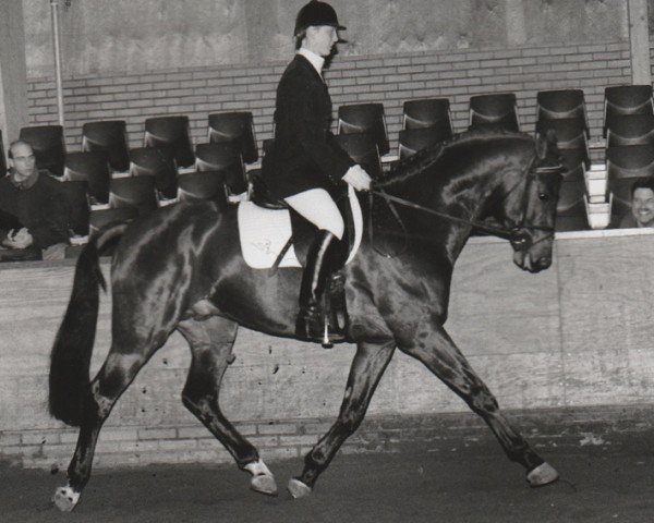 stallion Ravel (Nederlands Rijpaarden en Pony, 1989, from Rossini)