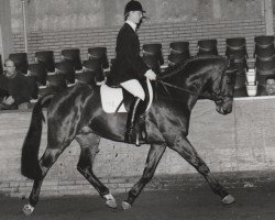 stallion Ravel (Nederlands Rijpaarden en Pony, 1989, from Rossini)