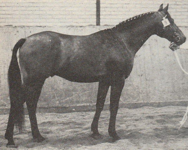 stallion Saturnus (Nederlands Rijpaarden en Pony, 1981, from Srigo x)