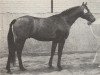 stallion Saturnus (Nederlands Rijpaarden en Pony, 1981, from Srigo x)