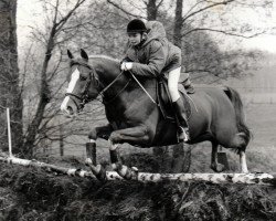 Deckhengst Baccaras van den Hoefstal (Nederlands Rijpaarden en Pony, 1988, von Baccarat ox)