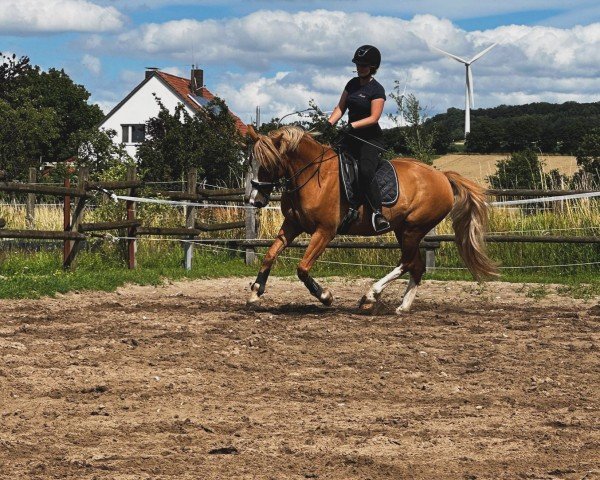 dressage horse Mc Cormick (Haflinger Mix, 2017)