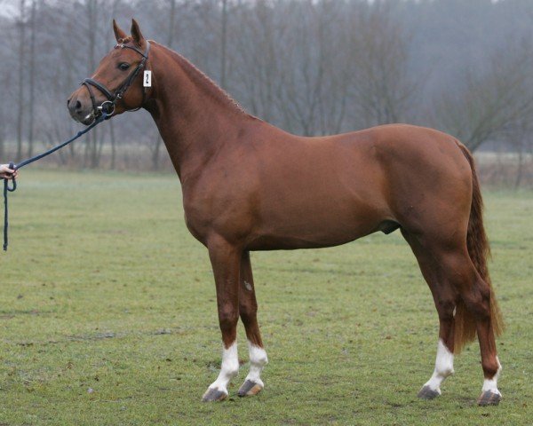 stallion Icoon (Nederlands Rijpaarden en Pony, 2001, from Isarco)