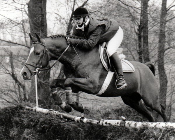 Deckhengst Emarco (Nederlands Rijpaarden en Pony, 1989, von Eduard)