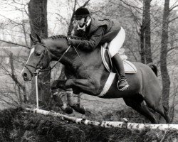 Deckhengst Emarco (Nederlands Rijpaarden en Pony, 1989, von Eduard)