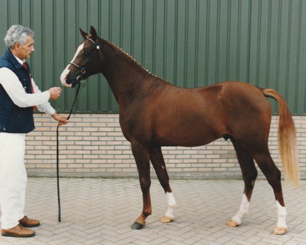 Deckhengst Nima van de Steegeind (Nederlands Rijpaarden en Pony, 1993, von Napoleon)