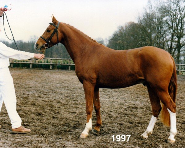 Deckhengst Kanshebber (Nederlands Rijpaarden en Pony, 1994, von Krimh ox)