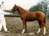 stallion Kanshebber (Nederlands Rijpaarden en Pony, 1994, from Krimh ox)