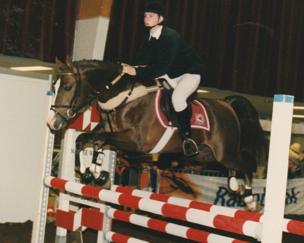 stallion Idzard (Nederlands Rijpaarden en Pony, 1989, from Ismaël ox)