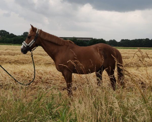 Dressurpferd Clyde de luxe (Deutsches Reitpony, 2009)