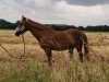 Dressurpferd Clyde de luxe (Deutsches Reitpony, 2009)