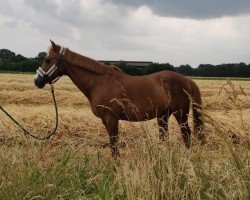 Dressurpferd Clyde de luxe (Deutsches Reitpony, 2009)