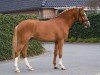 Deckhengst His Royal Badness Dk (Nederlands Rijpaarden en Pony, 2016, von HET Golden Dream)