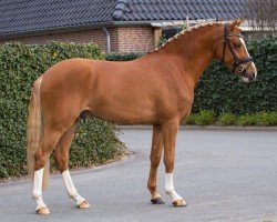 stallion His Royal Badness Dk (Nederlands Rijpaarden en Pony, 2016, from HET Golden Dream)