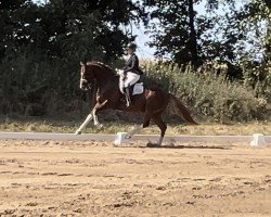 dressage horse Bradley Cooper VR (Hanoverian, 2016, from Callaho's Benicio)