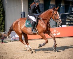 jumper Diamant's Destiny Z (Zangersheide riding horse, 2017, from Diamant de La Lande)