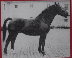 stallion Lupercus Mo 1148 (Oldenburg, 1957, from Lorenz 4096)