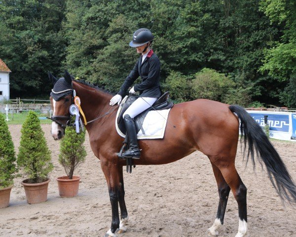 dressage horse Gucci Flora (Irish Sport Horse, 2015)