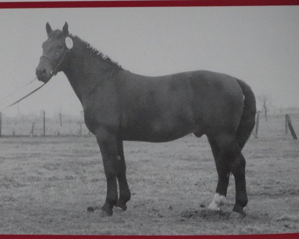 Deckhengst Lutz von Sanne S-A 386 (Schweres Warmblut, 1957, von Lukas S-A 359)