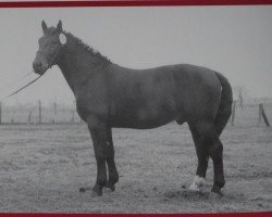 stallion Lutz von Sanne S-A 386 (Heavy Warmblood, 1957, from Lukas S-A 359)