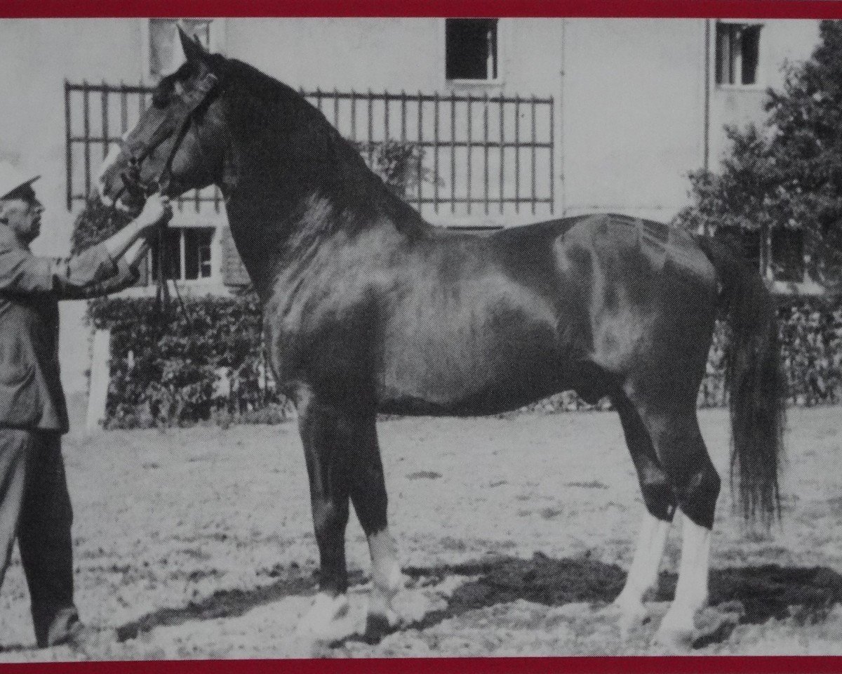 Deckhengst Luxor Mo 425 (Schweres Warmblut, 1946, von Luxus Mo 273)