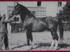 stallion Luxor Mo 425 (Heavy Warmblood, 1946, from Luxus Mo 273)