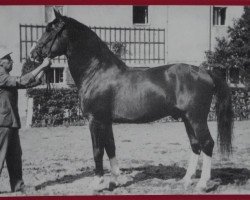 stallion Luxor Mo 425 (Heavy Warmblood, 1946, from Luxus Mo 273)