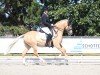 dressage horse Melbourne B (German Riding Pony, 2016, from FS Mr. Right)