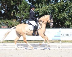 Dressurpferd Melbourne B (Deutsches Reitpony, 2016, von FS Mr. Right)