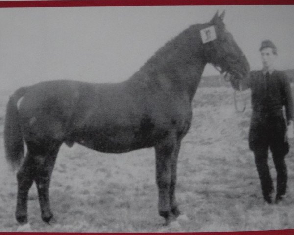 stallion Luxor Th 745 (Heavy Warmblood, 1953, from Landherr Th 605 (SN 1042) OF)