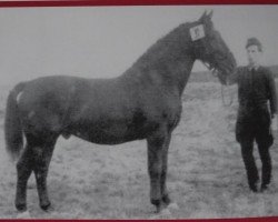 stallion Luxor Th 745 (Heavy Warmblood, 1953, from Landherr Th 605 (SN 1042) OF)