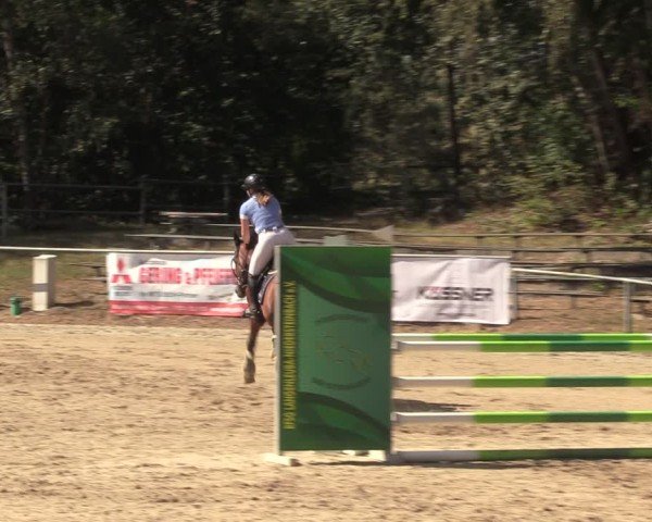 Reitturnier Lgl.-Oberhain, B95 2024