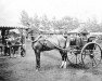 stallion Forest King (Hackney (horse/pony), 1893)