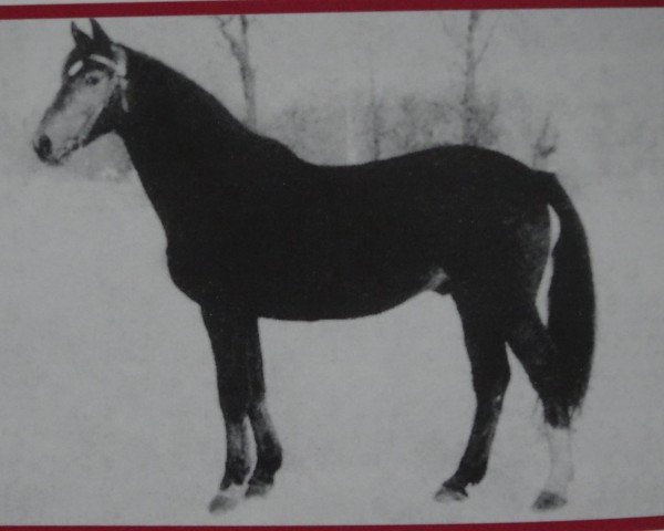 stallion Markant Mo 1284 (Heavy Warmblood, 1967, from Marlin xx Mo 1223)