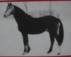 Deckhengst Markant Mo 1284 (Schweres Warmblut, 1967, von Marlin xx Mo 1223)